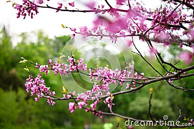 Pink acacia flowers Stock Photo