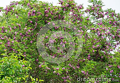 Pink acacia flowers Robinia pseudoacacia or Robinia Viscosa. Big Acacia tree bloom with purple flowers Stock Photo