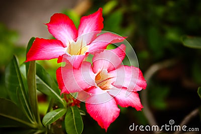 Pink Adenium obesum Stock Photo