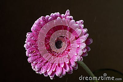 Pink African daisy Stock Photo