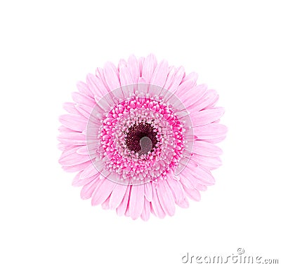 Pink african daisy isolated Stock Photo