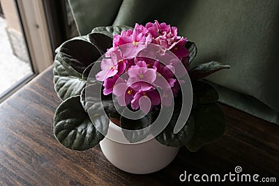 Pink African Violet Plant on wooden table by window at home garden Stock Photo