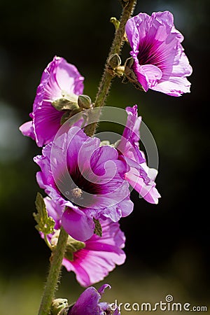 Pink Alcea setosa wildflower blooming north Israel Stock Photo