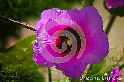 Pink Alcea setosa wildflower blooming north Israel Stock Photo