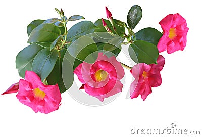 Pink Allamanda Mandevilla Stock Photo