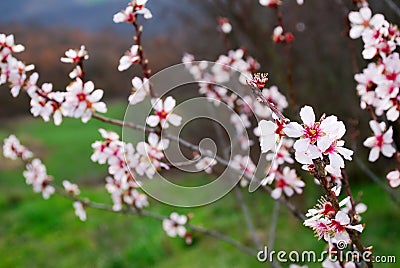 Pink almond blossom Stock Photo