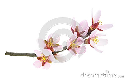 Pink almond blossoms isolated on white Stock Photo