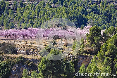 Pink Almond trees in bloom among pine trees in Sierra de Mariola, Alicante Stock Photo