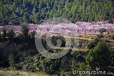 Pink Almond trees in bloom among pine trees in Sierra de Mariola, Alicante Stock Photo