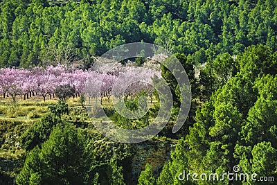 Pink Almond trees in bloom among pine trees in Sierra de Mariola, Alicante Stock Photo