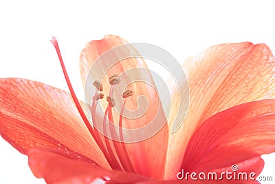 Pink Amaryllis Stock Photo