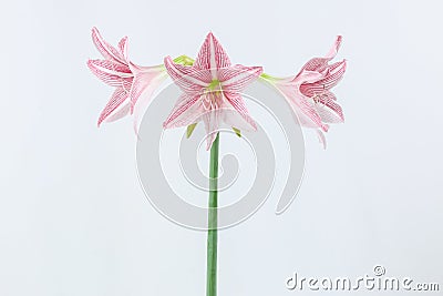 Pink amaryllis Stock Photo