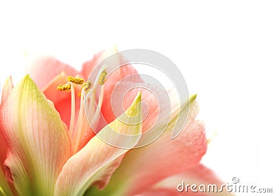 Pink Amaryllis Novella on white Stock Photo