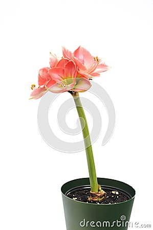 Pink Amaryllis Novella on white Stock Photo