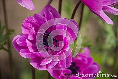 Pink Anemone Coronaria `St. Briged Mixed Botanical Gardens Balchik, Bulgaria Stock Photo