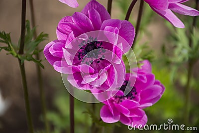 Pink Anemone Coronaria `St. Briged Mixed Botanical Gardens Balchik, Bulgaria Stock Photo