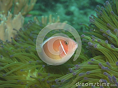 Pink anemone fish Stock Photo
