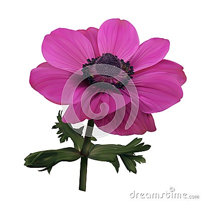 Pink anemone flower Vector Illustration