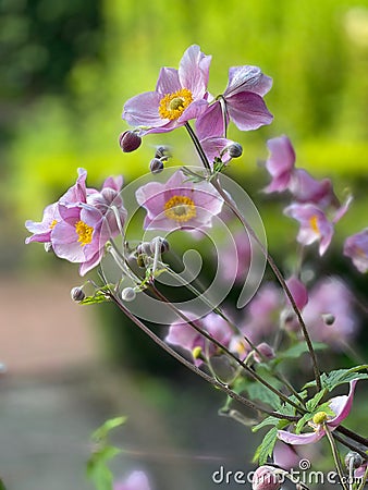 A pink anemone japonica in a cottage garden Stock Photo
