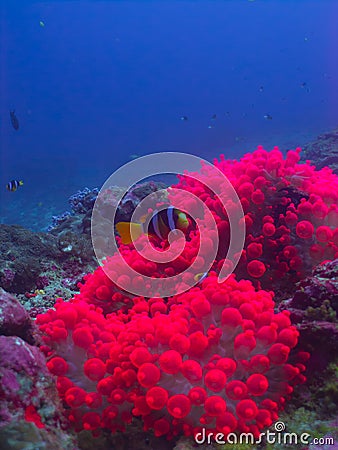 The pink anemone Stock Photo