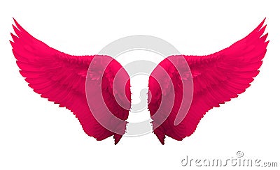 Pink angel wing isolated Stock Photo