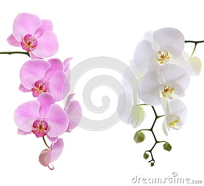 Pink ans white delicate orchid Stock Photo