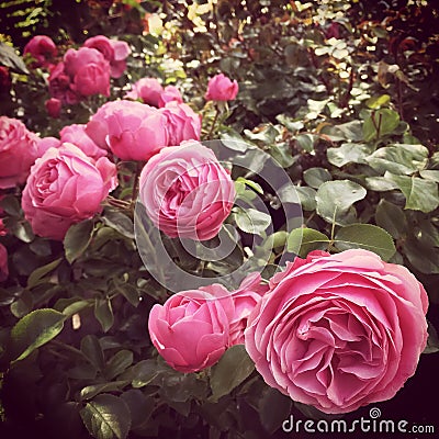 Pink antique roses in the summer garden Stock Photo