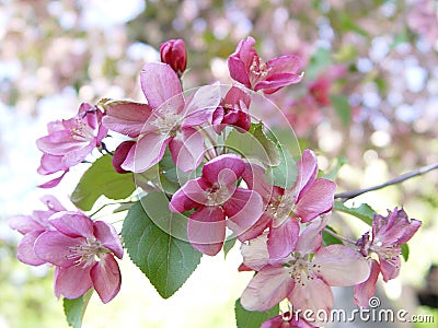 Pink apple blossom Stock Photo