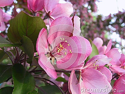 Pink Apple Blossom Stock Photo