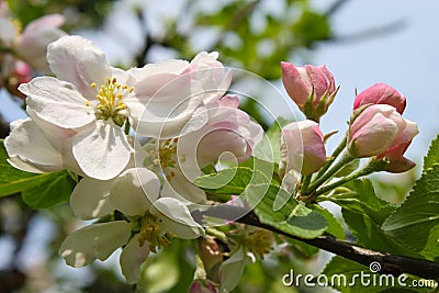 Pink Apple blossom Stock Photo