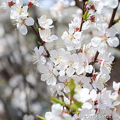 Pink Apple Tree Blossoms with white flowers on blue sky background Stock Photo