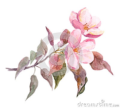 Pink apple tree flower. Watercolor hand painted drawing Stock Photo