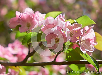 Pink apple-tree flowers Stock Photo