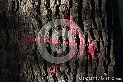 Pink arrow on a tree trunk Stock Photo