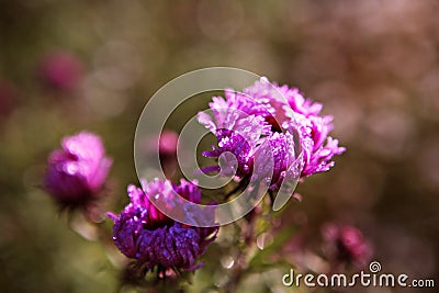Pink Aster in bloom and fade background Stock Photo