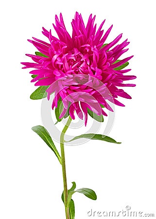 Pink aster flower Stock Photo