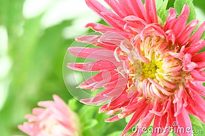 Pink Aster flower Stock Photo