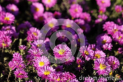 Pink Asters Stock Photo