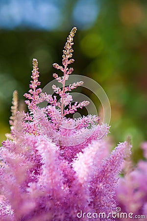 Pink astilbe Stock Photo