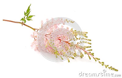 Pink Astilbe Flower Stock Photo