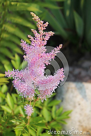 Pink Astilbe in rock garden Stock Photo