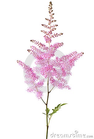 Pink Astilbe Stock Photo