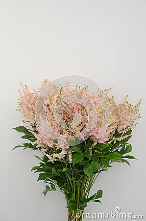 Pink astilbe flower on a white isolated background Stock Photo