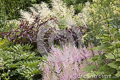 Pink Astilbe flowers growing in a summer garden Stock Photo
