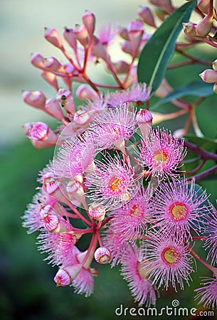 Pink Australian native Corymbia blossoms Stock Photo