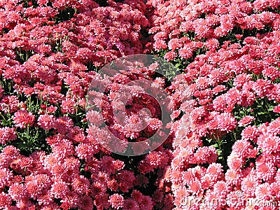 Pink Autumn Mums Royalty Free Stock Photography  Image: 443997