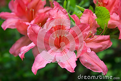 Pink azalea Stock Photo