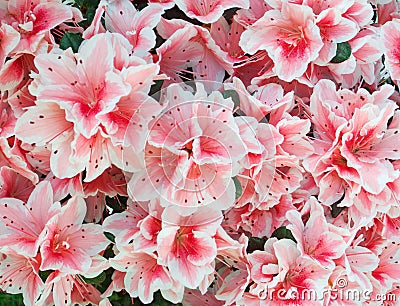 Pink azalea background Stock Photo