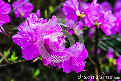 Pink azalea blossom. Rhododendron ponticum, called common rhododendron or pontic rhododendron Stock Photo