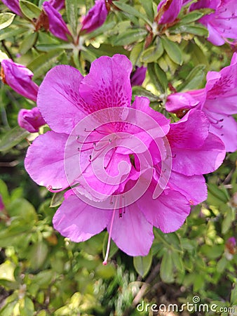 Pink azalea blossoms with stamens and pistils showed clearly Stock Photo